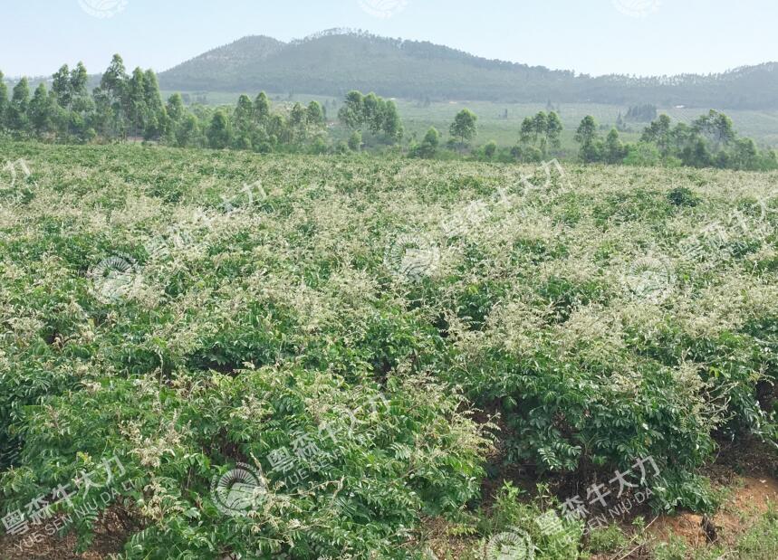 牛大力良种良法-矮化技术